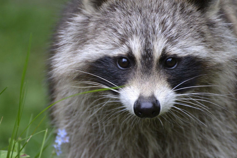 Racoon Removal Western Wildlife Removal