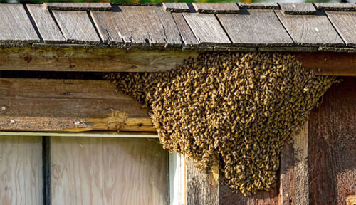 beehive removal services