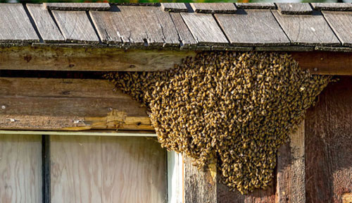 beehive-removal-services beehive removal services