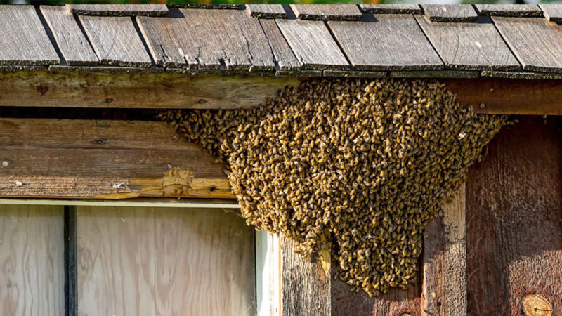 beehive removal