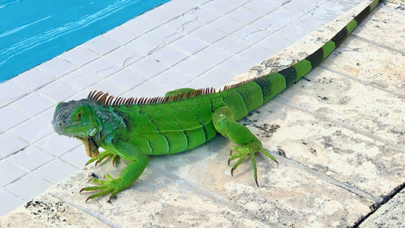 iguana removal