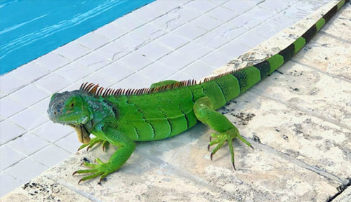 iguana-removal-services-2 nuisance iguana removal