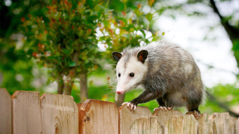 opossum on fence