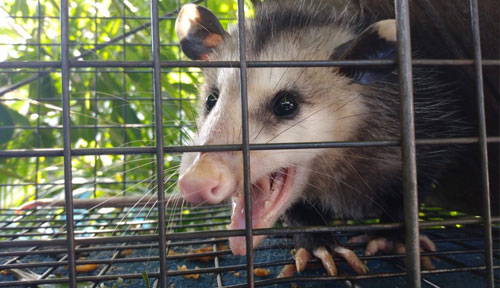 humanely trapped opossum