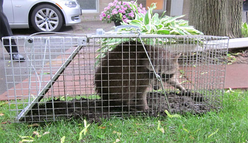 trapped-racoon-500 humanely trapped racoon