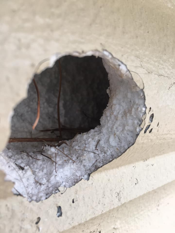 176435224_10224473294804941_2905930141258055756_n nuisance iguana removal