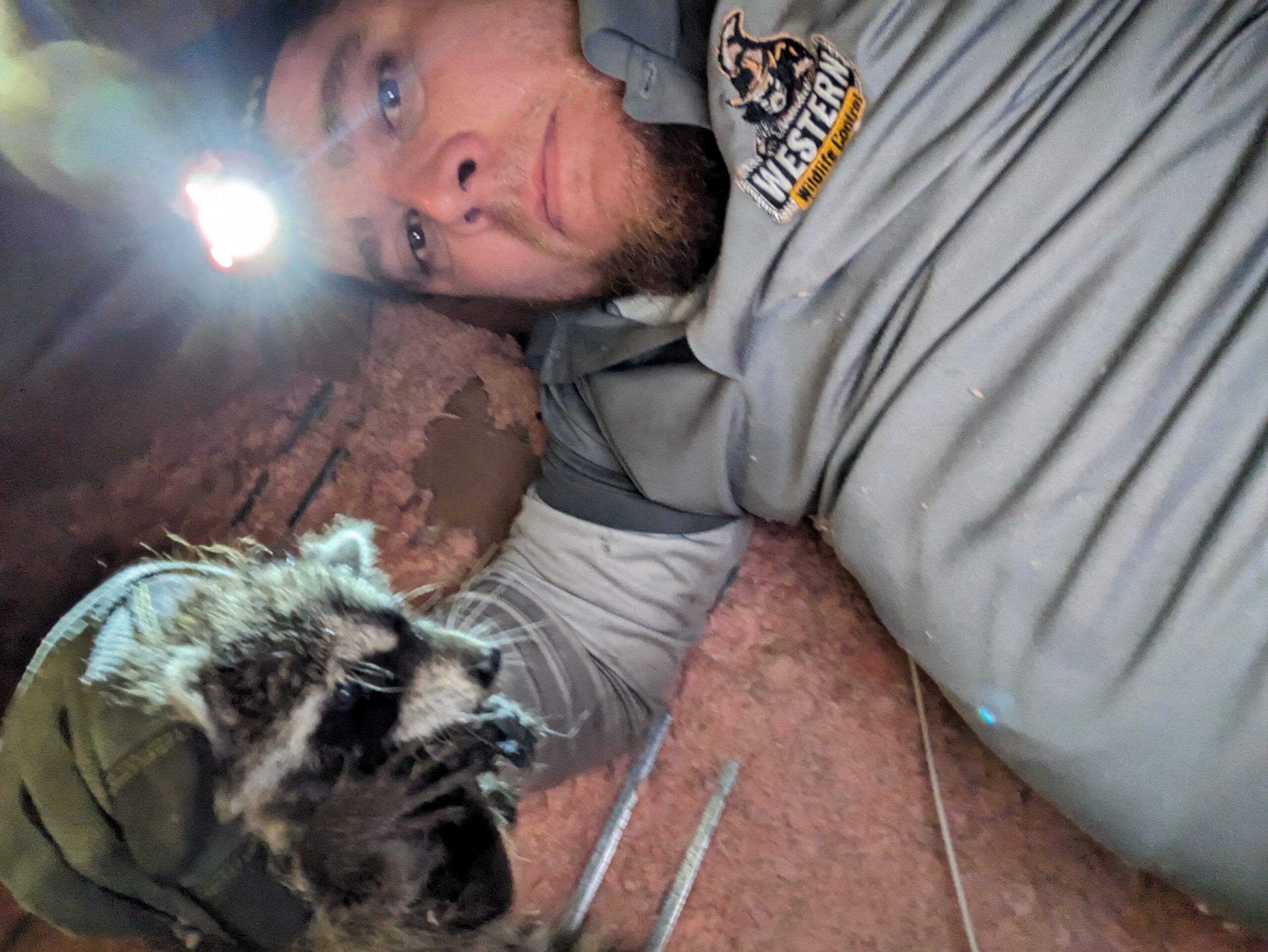 PXL_20230817_162650574 (1) Raccoon in Attic